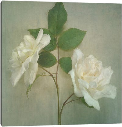 Roses Canvas Art Print - Sarah Jarrett