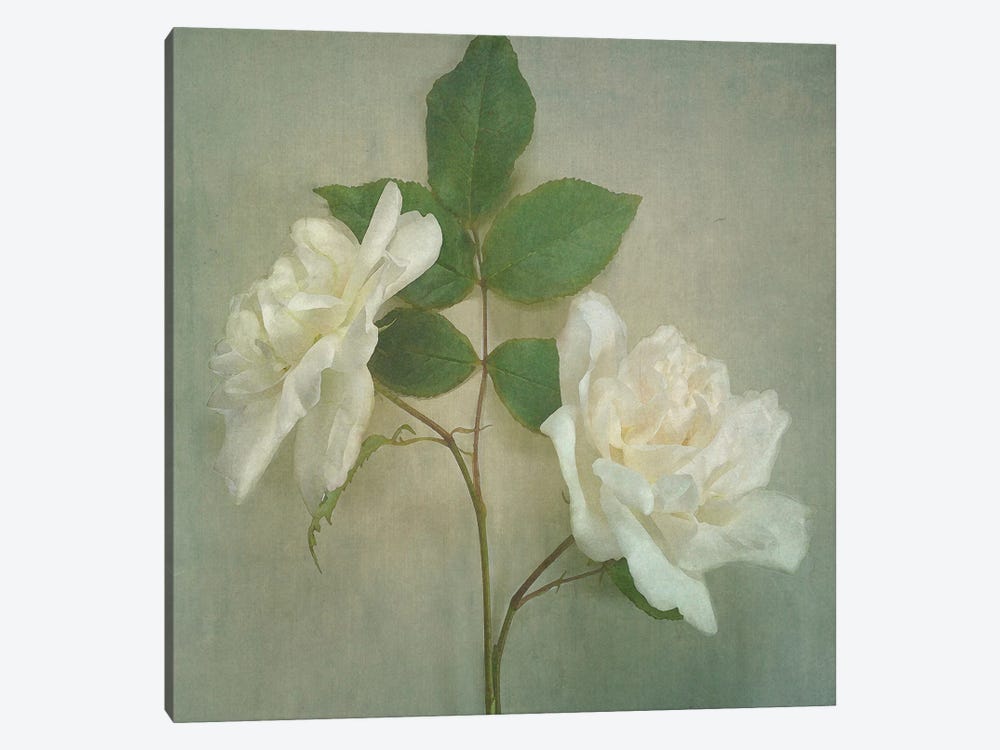Roses by Sarah Jarrett 1-piece Canvas Print