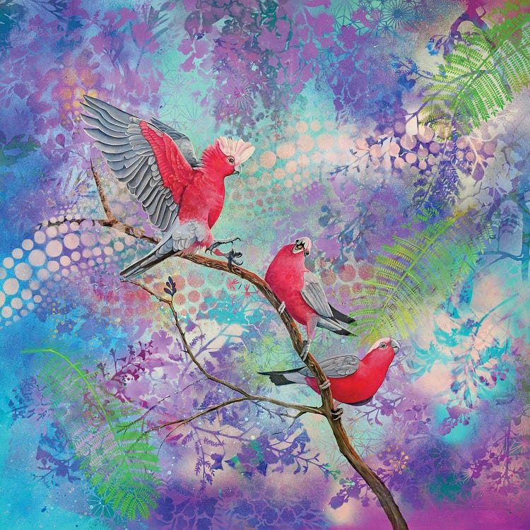 Galahs In The Jacaranda