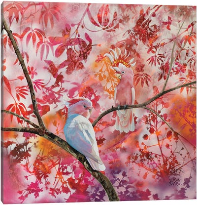 Think Pink - Major Mitchell Cockatoos Canvas Art Print - Susan Skuse