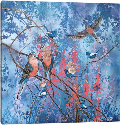 Burke's Parrots And White-Winged Wrens Canvas Art Print - Wren Art