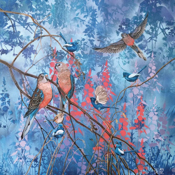 Parrots: Burke's Parrots And White-Winged Wrens by Susan Skuse