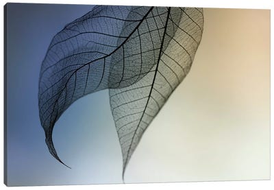 Cavatina Canvas Art Print - Leaf Art