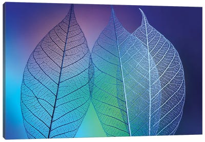 Prismatic leafs Canvas Art Print