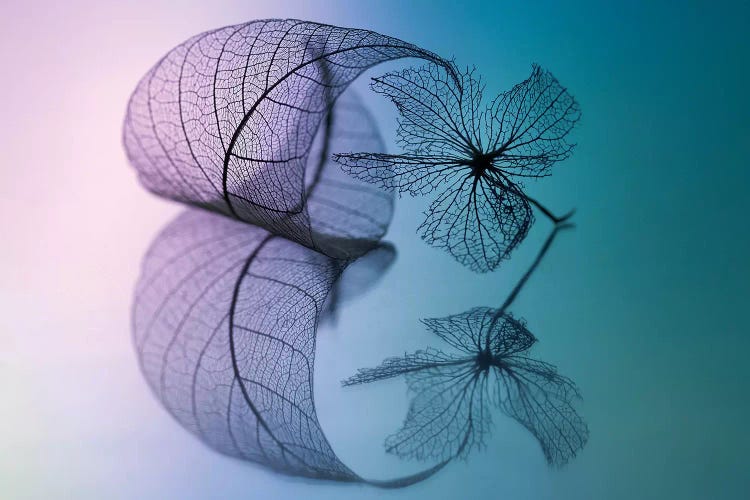 Story Of Leaf And Flower by Shihya Kowatari wall art