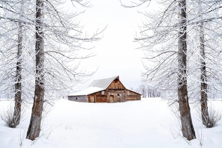 Frozen Winter Dream Wyoming