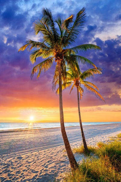 Tropical Beaches: Tropical Palm Trees by Susanne Kremer
