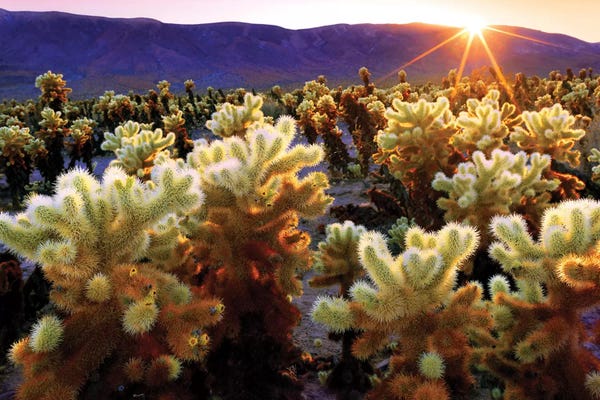 Cacti: Joshua Tree National Park I by Susanne Kremer