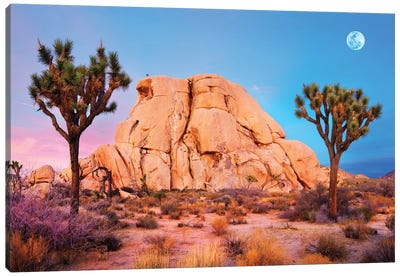 Joshua Tree National Park II Canvas Art Print - Desert Landscape Photography
