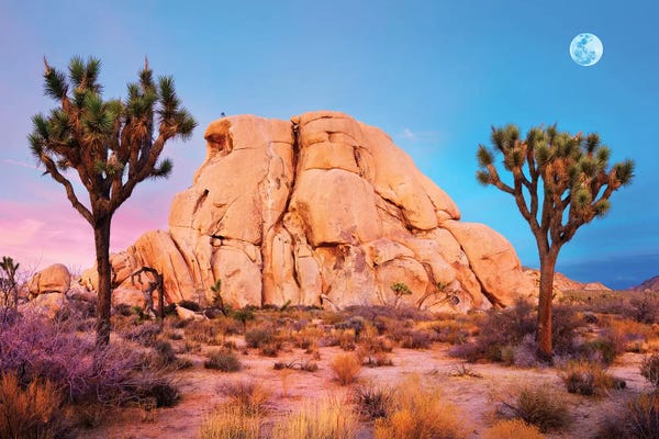 Joshua Tree National Park: Joshua Tree National Park II by Susanne Kremer