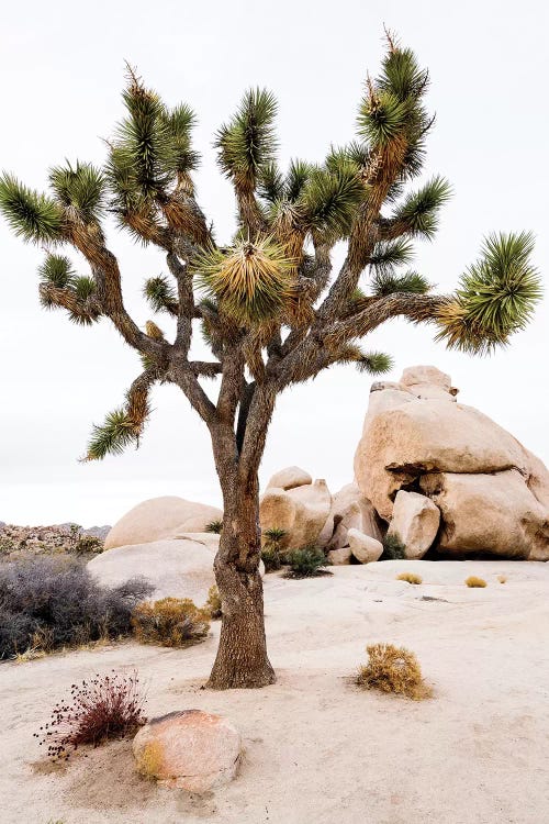 Joshua Tree National Park III