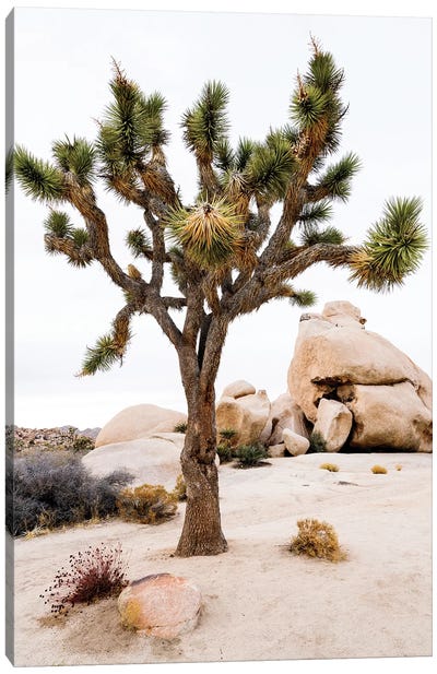 Joshua Tree National Park III Canvas Art Print - Desert Landscape Photography