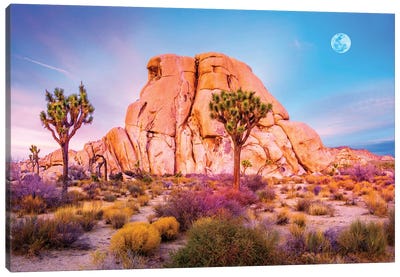 Joshua Tree National Park VIII Canvas Art Print - Desert Landscape Photography