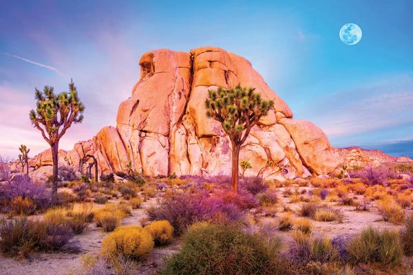 Desert: Joshua Tree National Park VIII by Susanne Kremer