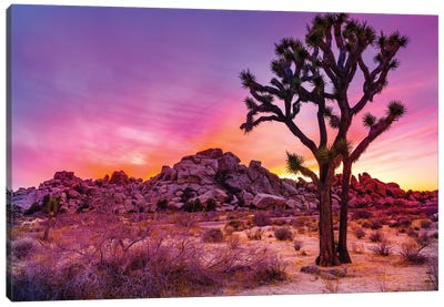 Joshua Tree National Park IX Canvas Art Print - Desert Landscape Photography