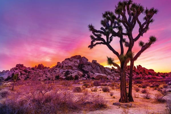Desert: Joshua Tree National Park IX by Susanne Kremer