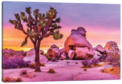 Joshua Tree National Park X Canvas Art Print - Desert Landscape Photography