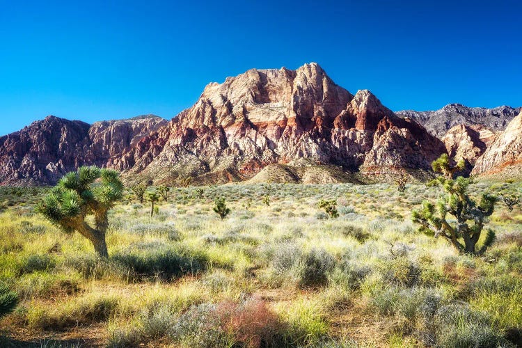 Joshua Tree Of Red Rock Canyon