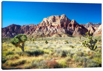 Joshua Tree Of Red Rock Canyon Canvas Art Print - Desert Art
