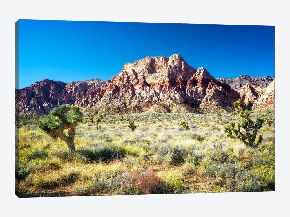 Joshua Tree Of Red Rock Canyon by Susanne Kremer 1-piece Canvas Print