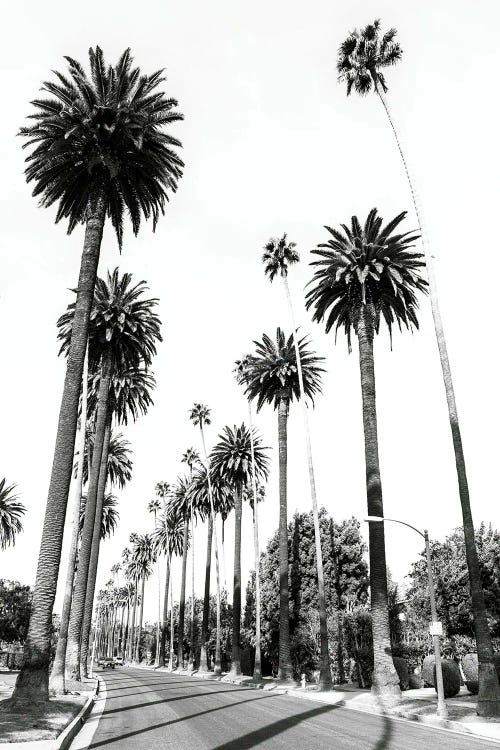 L. A. Palmtrees