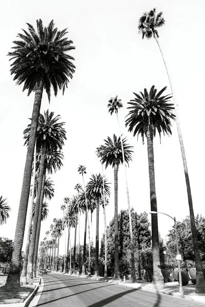 Fine Art Print: L. A. Palmtrees by Susanne Kremer