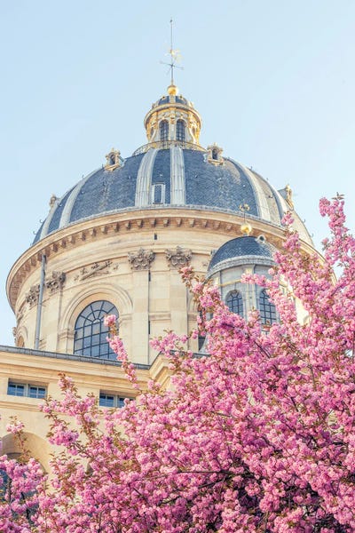 Cherry Blossoms In Paris