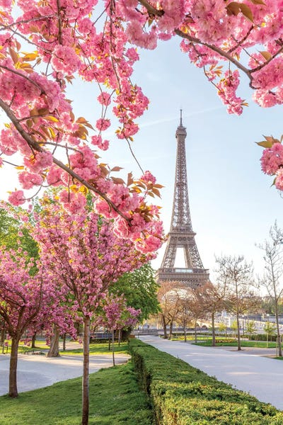 Eiffel Tower Framed By Pink Cherry Blossom