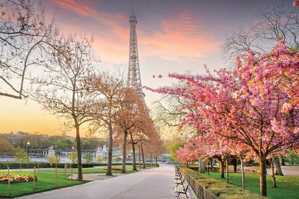 Eiffel Tower With Pink Cherry Blossom