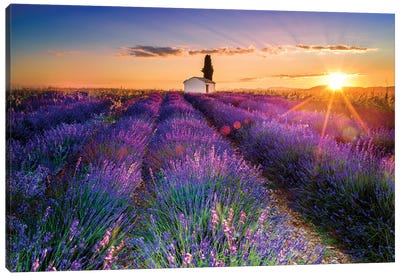 Plateau de Valensole Lavender Field Sunrise I Canvas Art Print - Lavender Art