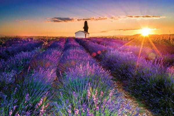 Herbs: Plateau de Valensole Lavender Field Sunrise I by Susanne Kremer