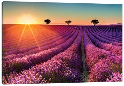Plateau de Valensole Lavender Field Sunset II Canvas Art Print - Lavender Art
