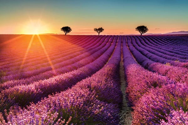 Herbs: Plateau de Valensole Lavender Field Sunset II by Susanne Kremer