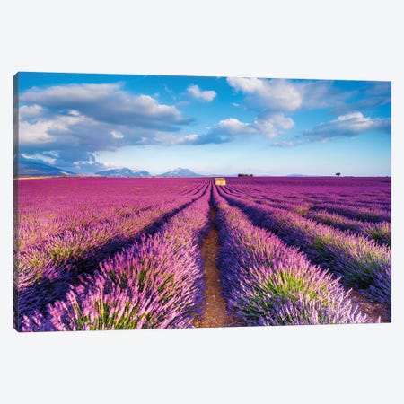 Plateau de Valensole Provence Lavender Field IV Canvas Print #SKR180} by Susanne Kremer Canvas Wall Art