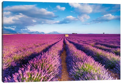 Plateau de Valensole Provence Lavender Field IV Canvas Art Print - Lavender Art