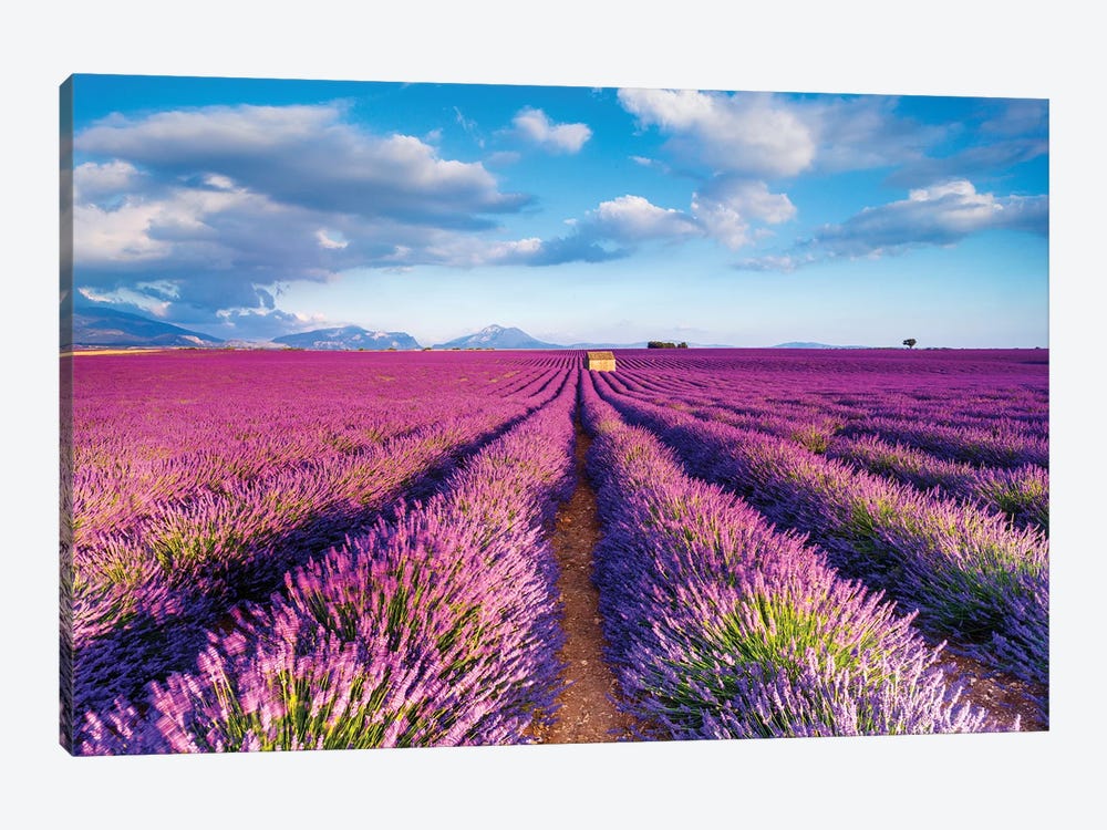 Plateau de Valensole Provence Lavender Field IV by Susanne Kremer 1-piece Canvas Wall Art