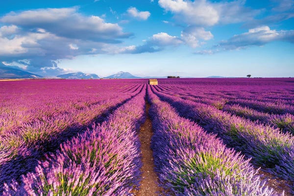 Herbs: Plateau de Valensole Provence Lavender Field IV by Susanne Kremer