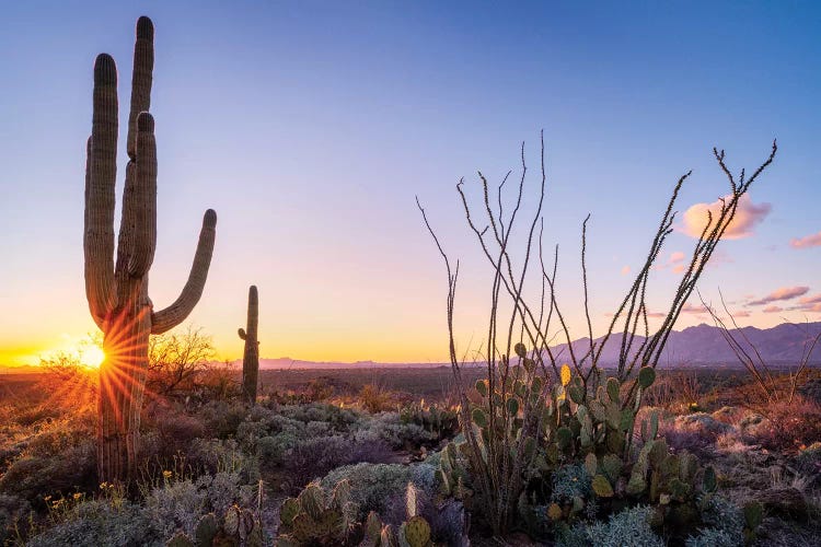 Sunset Saguaro National Park East I