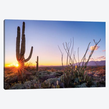 Sunset Saguaro National Park East I Canvas Print #SKR235} by Susanne Kremer Canvas Print