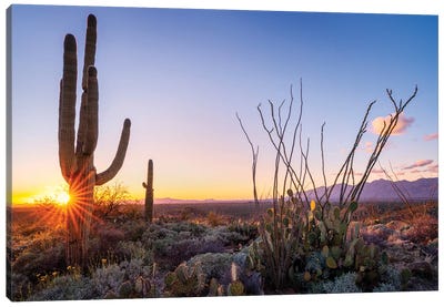 Sunset Saguaro National Park East I Canvas Art Print - Desert Landscape Photography