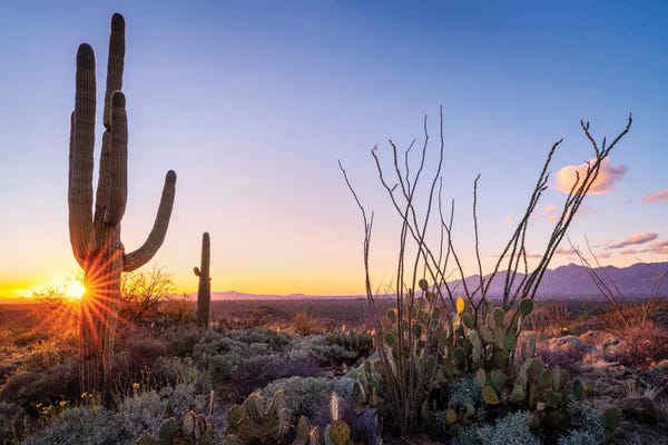 Succulents: Sunset Saguaro National Park East I by Susanne Kremer