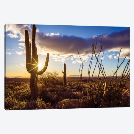 Sunset Saguaro National Park East II Canvas Print #SKR236} by Susanne Kremer Canvas Art Print