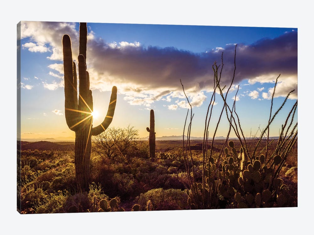 Sunset Saguaro National Park East II by Susanne Kremer 1-piece Canvas Print