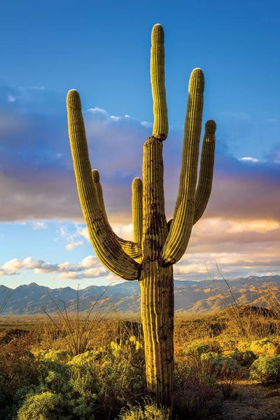 Arizona: Sunset Saguaro National Park East III by Susanne Kremer