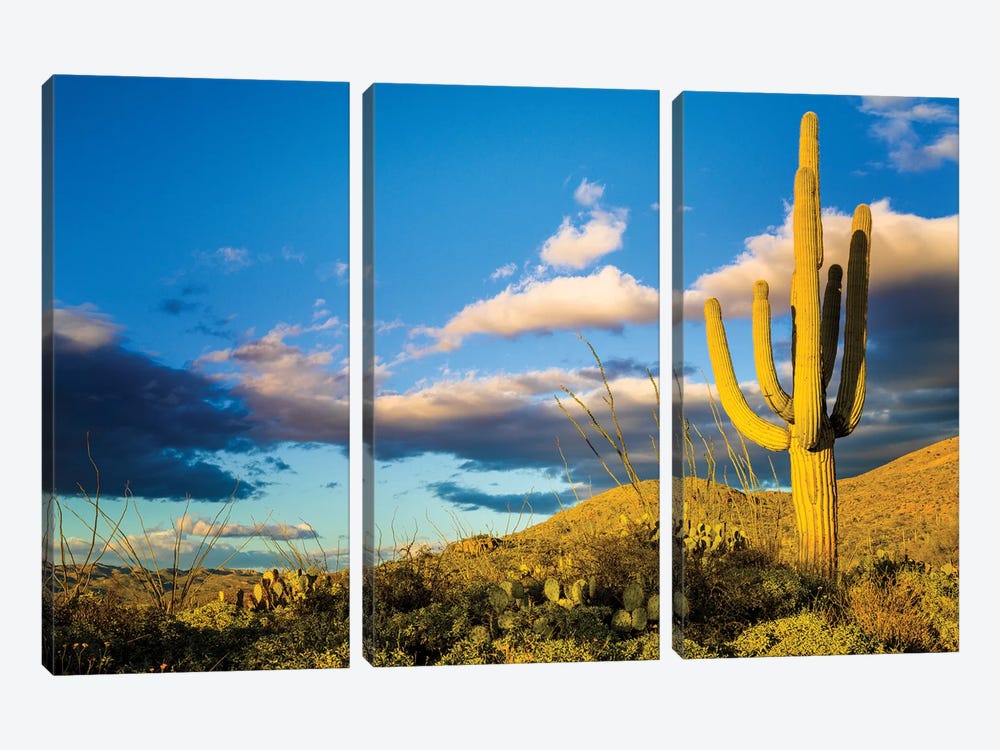 Sunset Saguaro National Park East IV by Susanne Kremer 3-piece Canvas Art Print