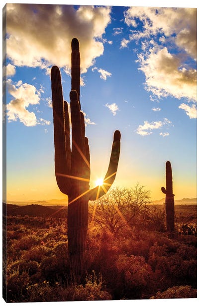 Sunset Saguaro National Park East V Canvas Art Print - Desert Landscape Photography