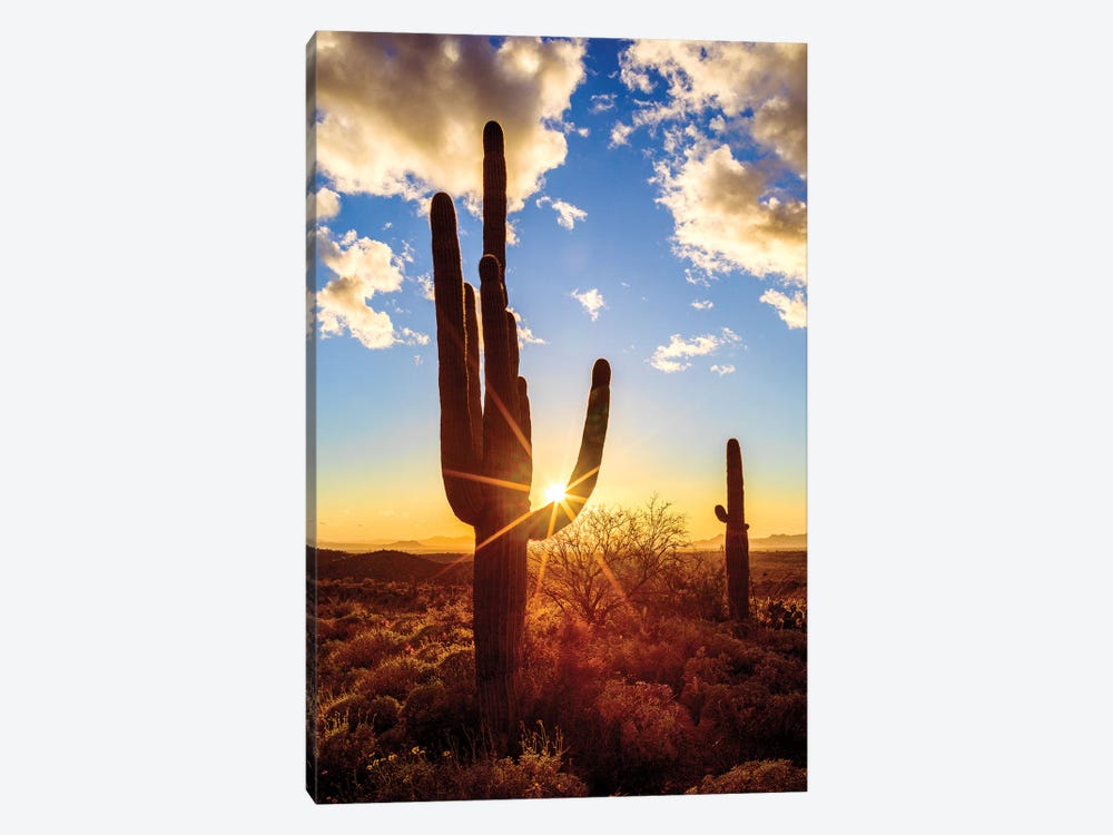 Sunset Saguaro National Park East V by Susanne Kremer 1-piece Canvas Art