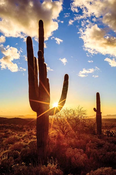 Large Photography - Canvas Prints: Sunset Saguaro National Park East V by Susanne Kremer
