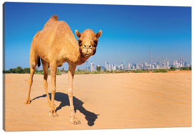 Camel in the Dessert with Dubai Skyline Canvas Art Print - United Arab Emirates Art