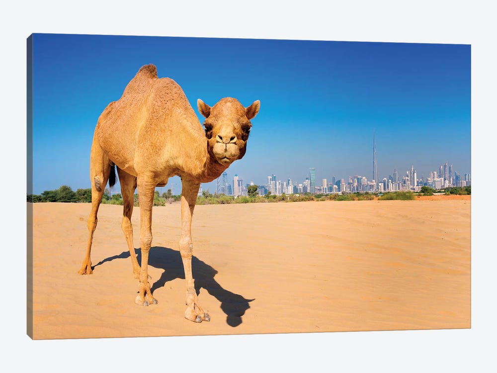 Camel in the Dessert with Dubai Skyline by Susanne Kremer 1-piece Art Print